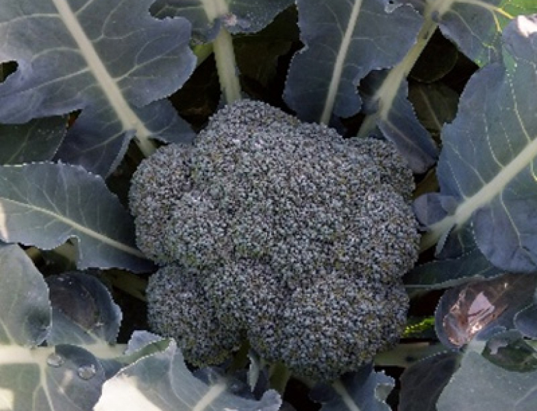 Кабачок ясна 