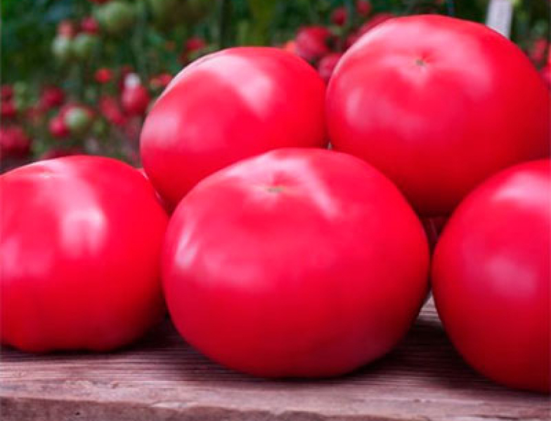 Кабачок ясна 