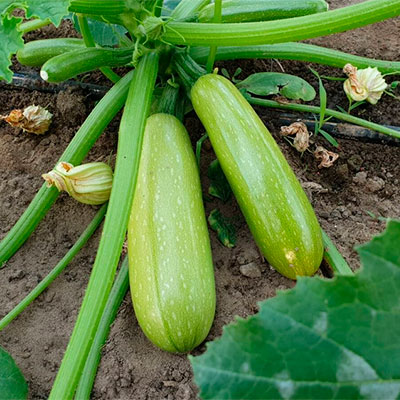 Кабачок ясна 